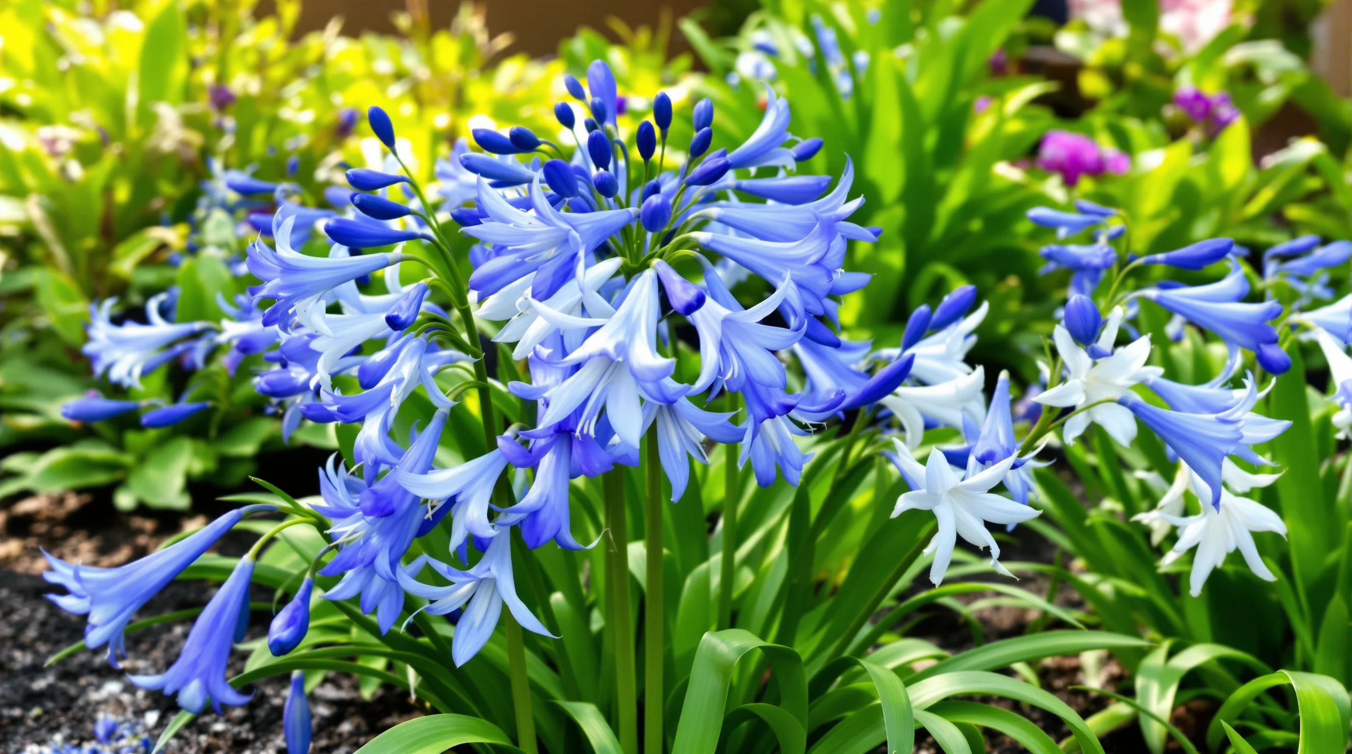 Agapantos: los cuidados esenciales para un jardín lleno de color