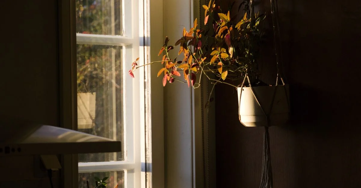 Une plante suspendue capte la lumière chaude du soleil près d'une fenêtre, créant une ambiance intérieure confortable.