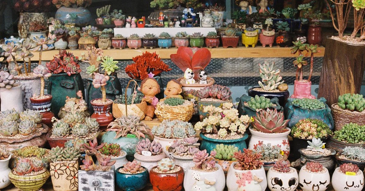 Une exposition vibrante de diverses plantes succulentes dans des pots colorés et fantaisistes sur une étagère en bois.