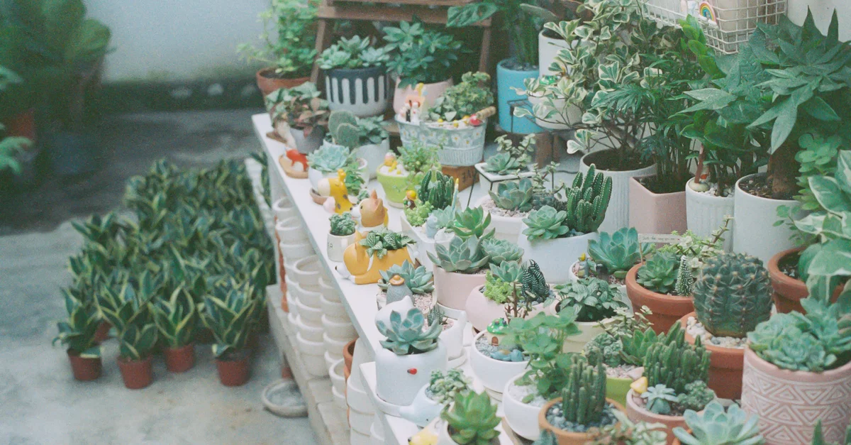 Un assortiment coloré de plantes succulentes et de cactus dans des pots en céramique, idéal pour s'inspirer du jardinage d'intérieur.